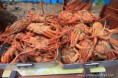 /album/galeria-de-fotos/pesca-jpg/
